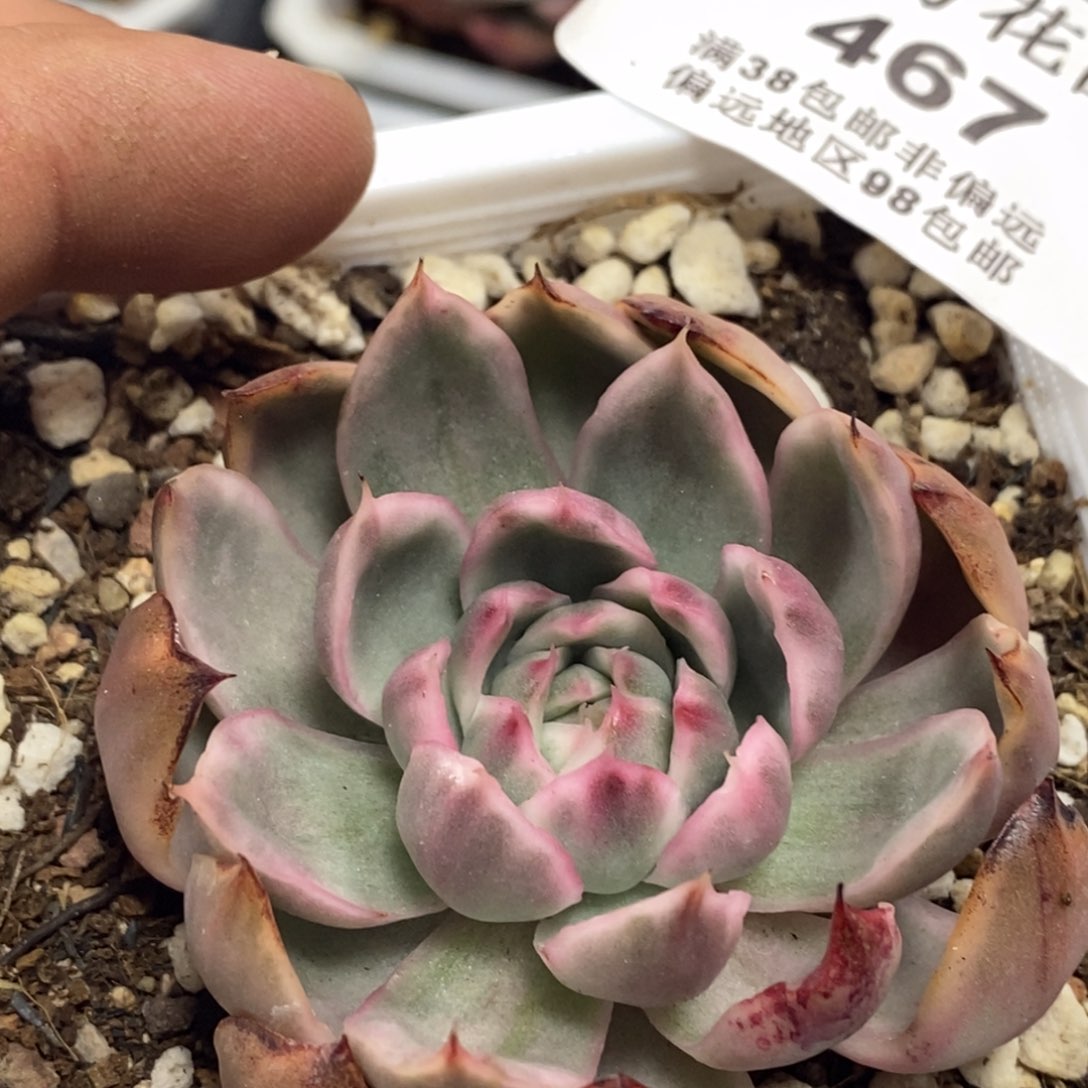 467水晶恋人锦单头