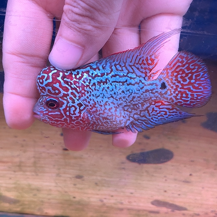 恰***年罗汉鱼珍珠8888888888