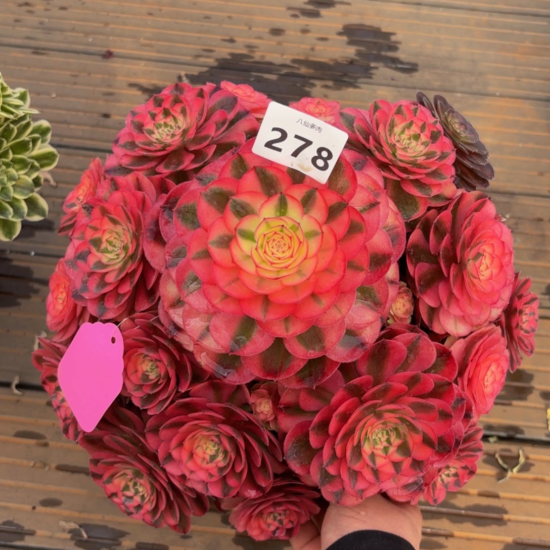 278多肉植物荔枝