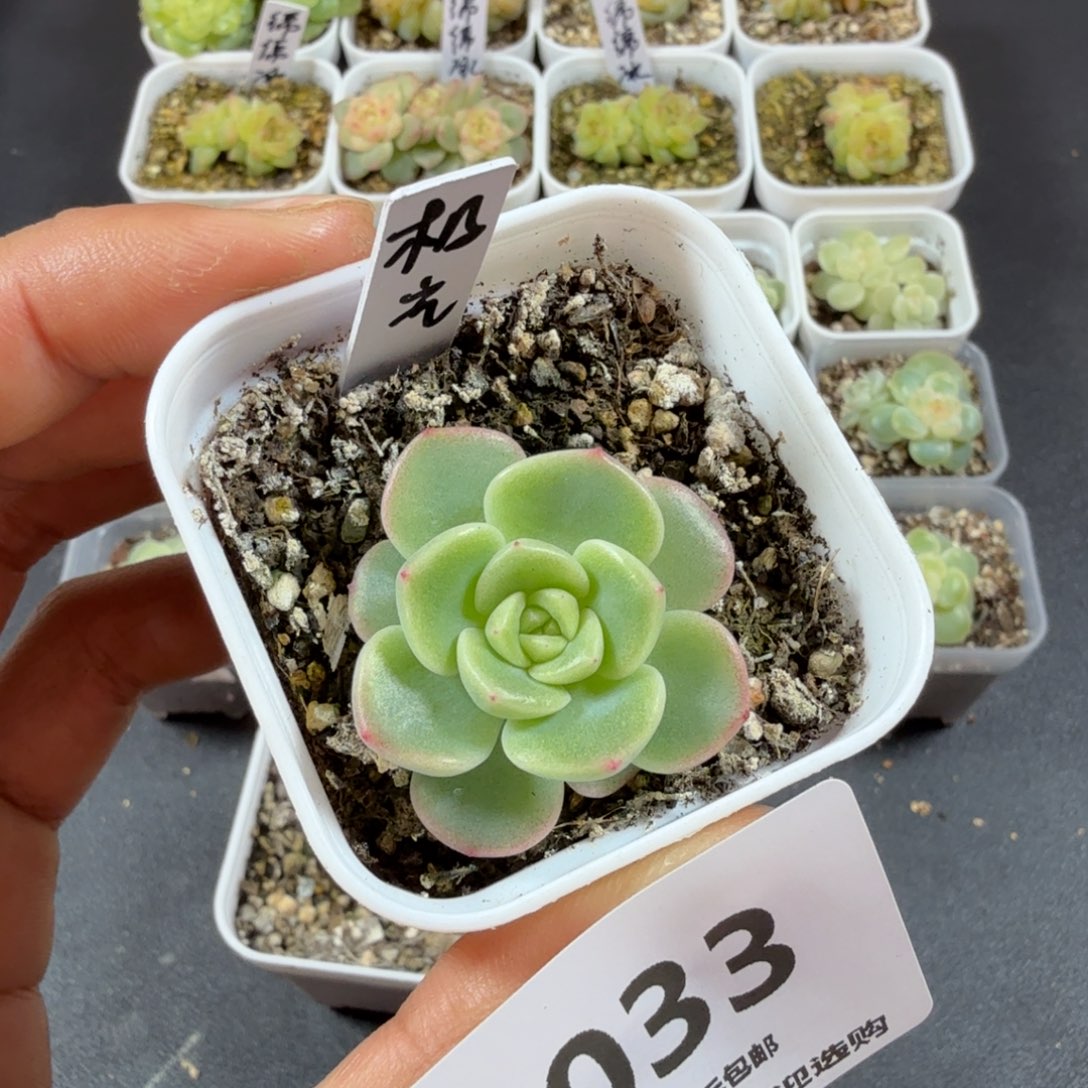 甜心极光一物一拍033