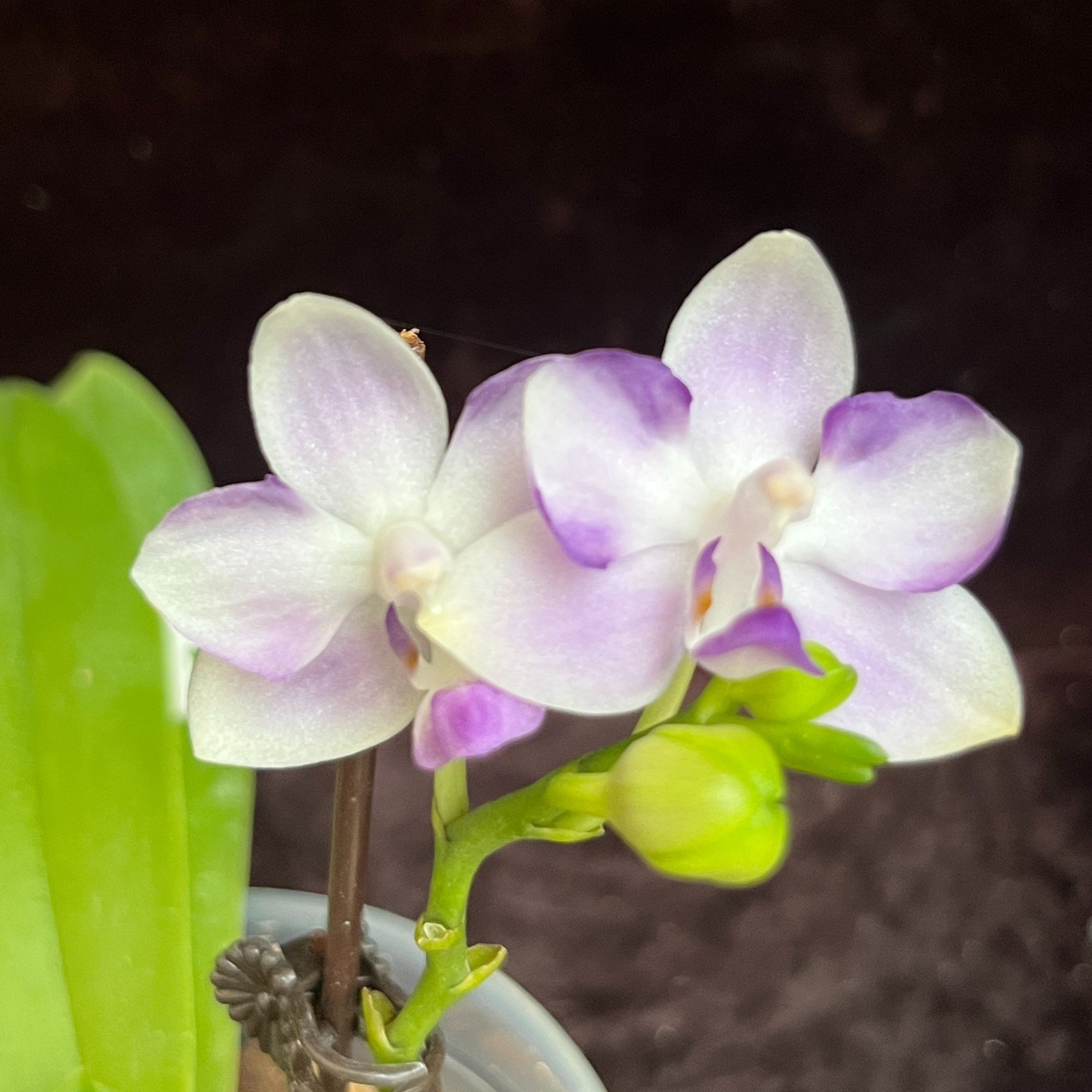 2.5寸 舒伯特‘蓝波’-开花株【叶微瑕少根】原生趣味兰