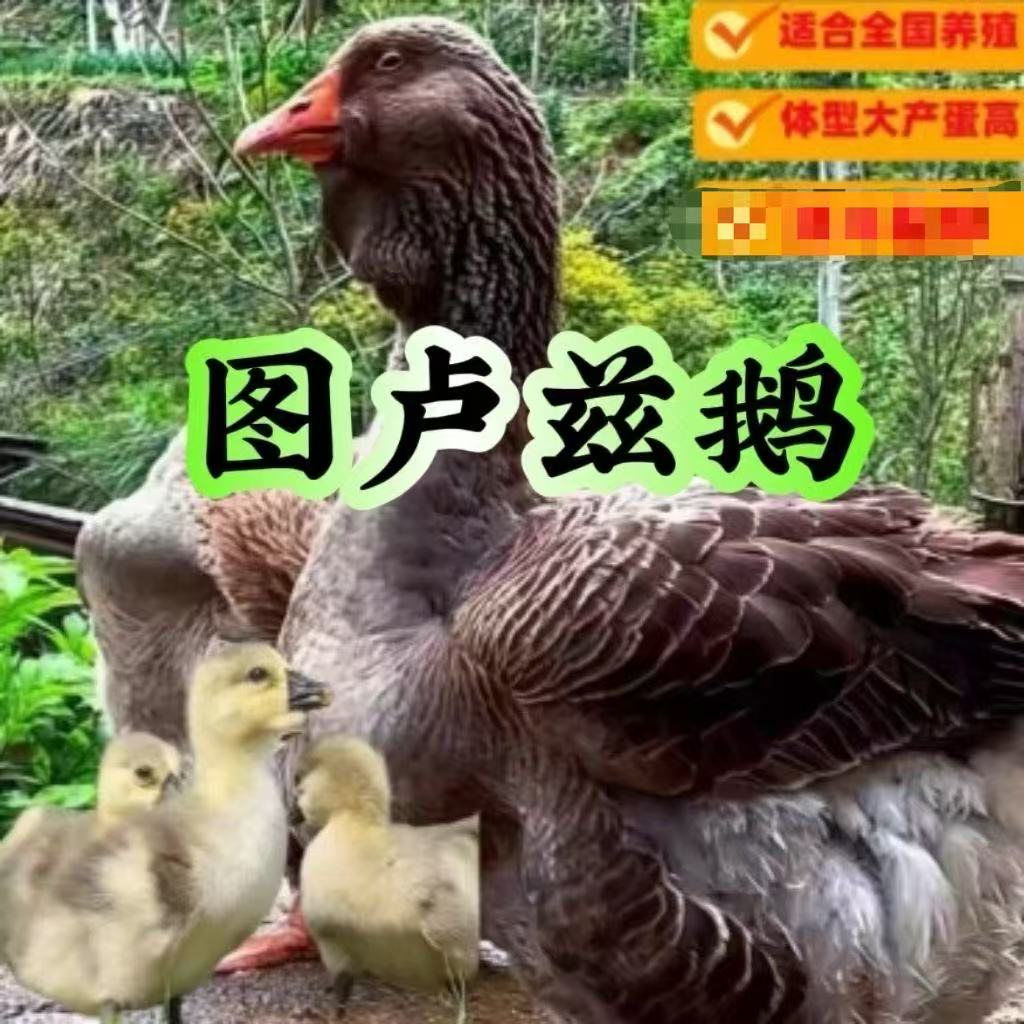 （2）   灰图卢兹  大型 坦克鹅（5天）