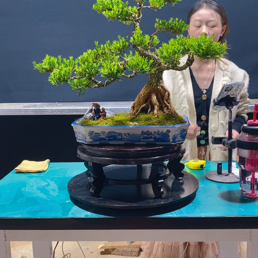 绿植雀舌黄杨软枝遥**风