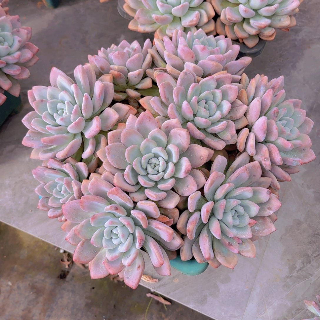 万***影奥普多肉植物提取剂的