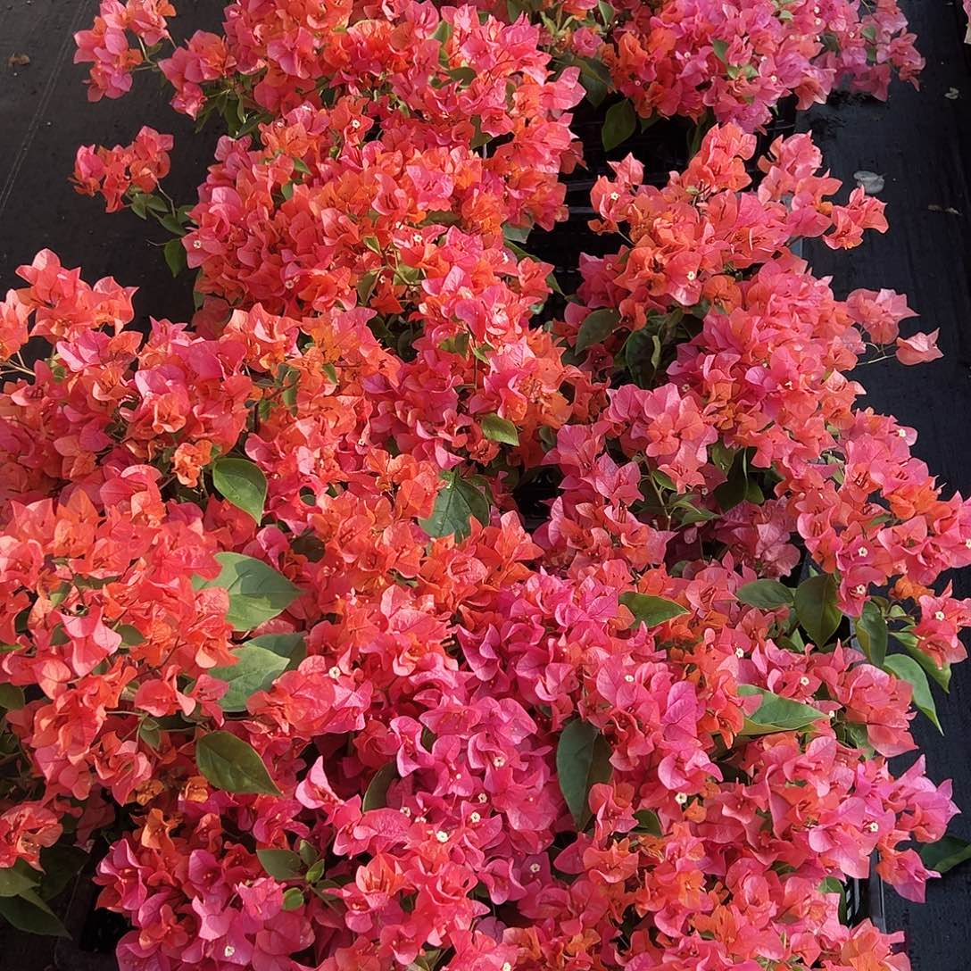 大部分花苞少量开放波妹掌中宝一棵