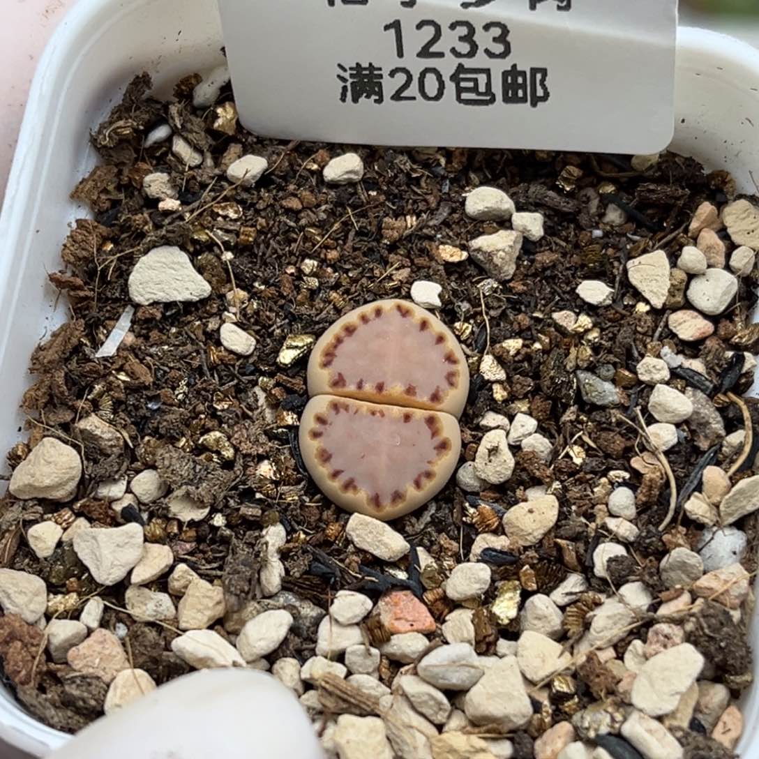 1233号一颗粉饼干特选