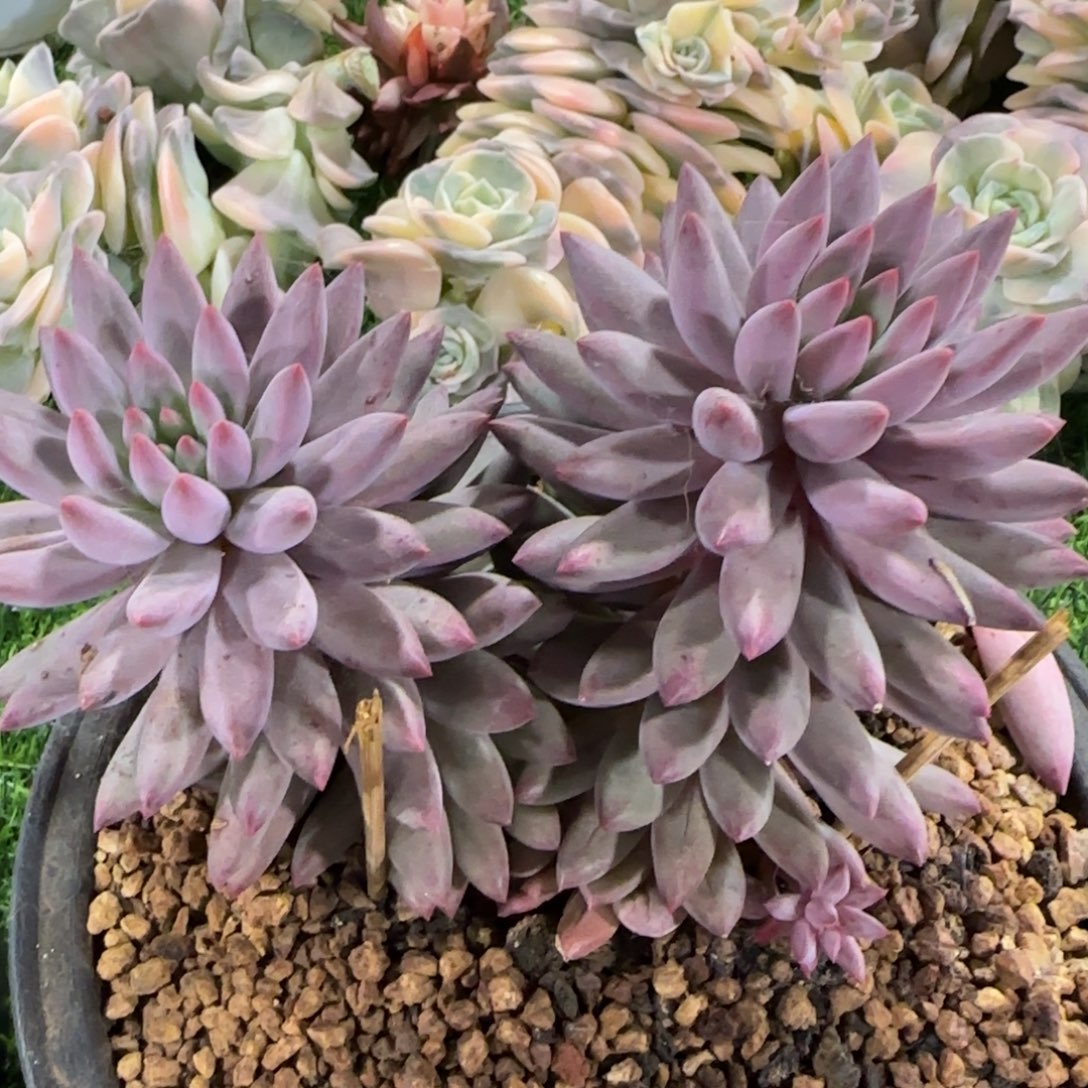 2224虞美人群多肉植物的