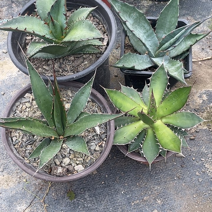 无花朵福利套餐4个品种