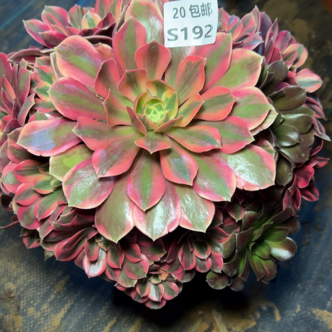 192女妖，满20包邮嘟叮熊