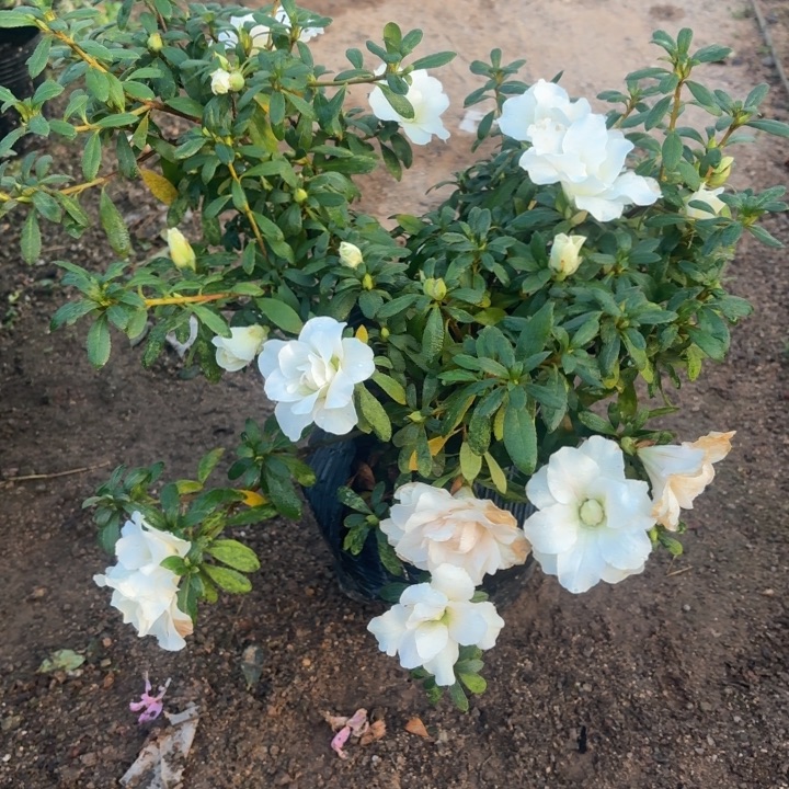 完全开放五宝绿珠