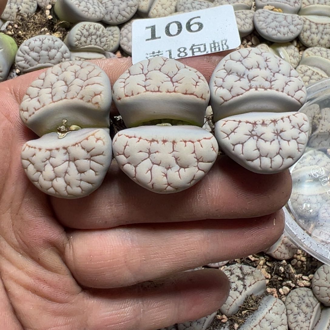 【闪购商品】E*a 106。      