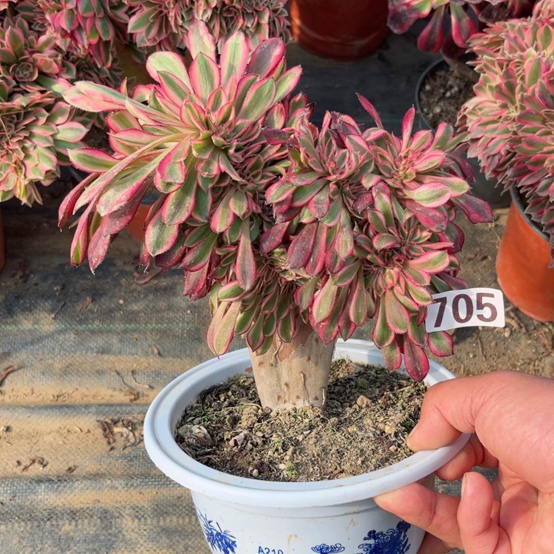 705香奈儿缀化多肉