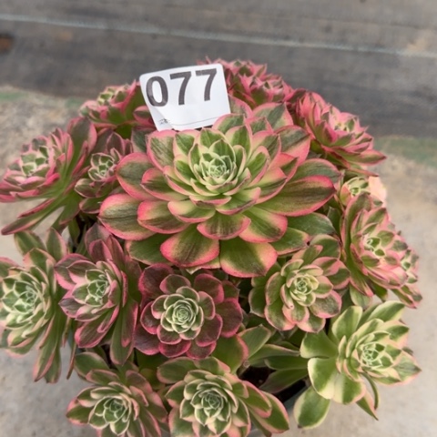 077海王22厘米左右