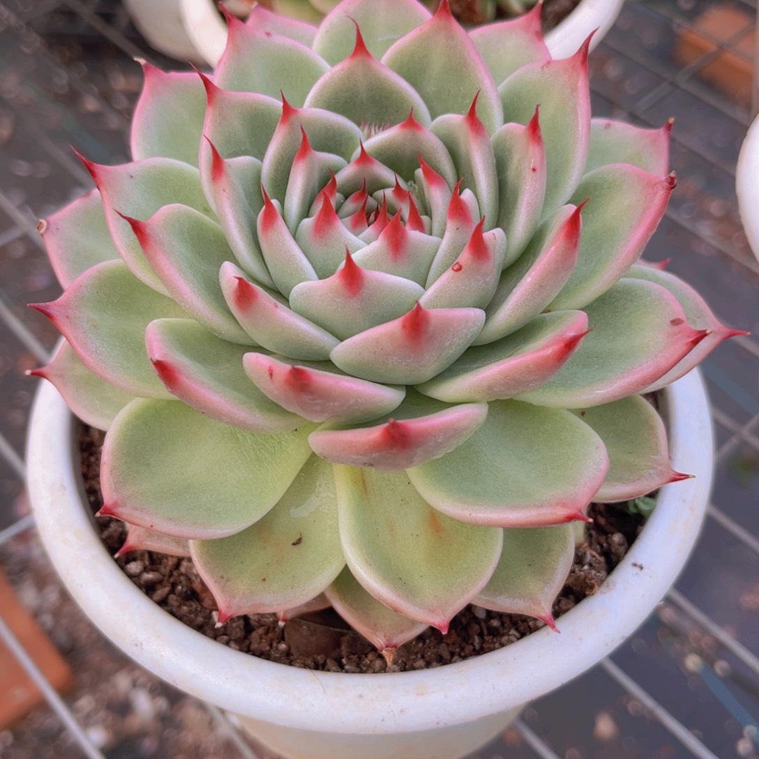 托斯卡3公分999999999999