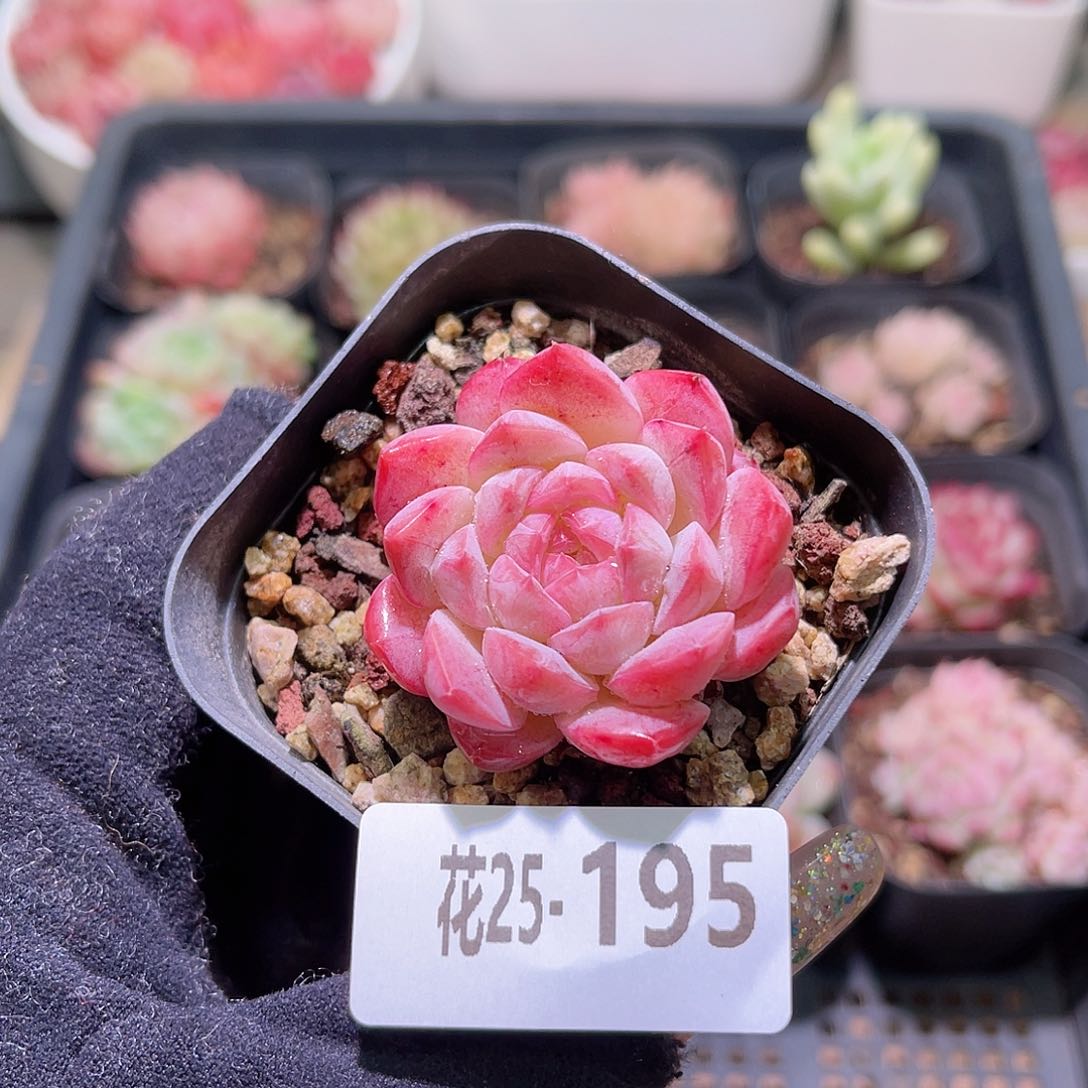 花利美25-195白桃汽水
