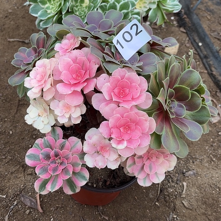 竹***玖女巫阴阳多肉法师102号