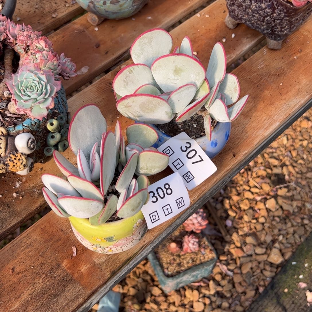 307 308多肉植物纤维
