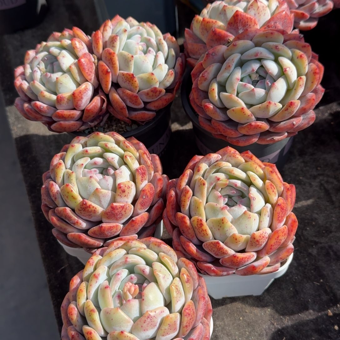 青*果5颗一组，专拍链接