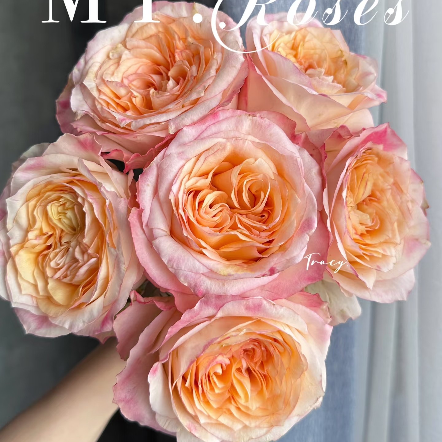 新品切花诗歌月季