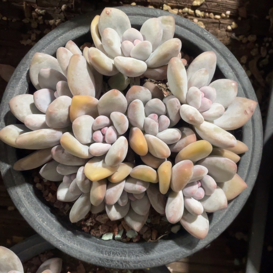 奶酪体香水群生无砍无摘