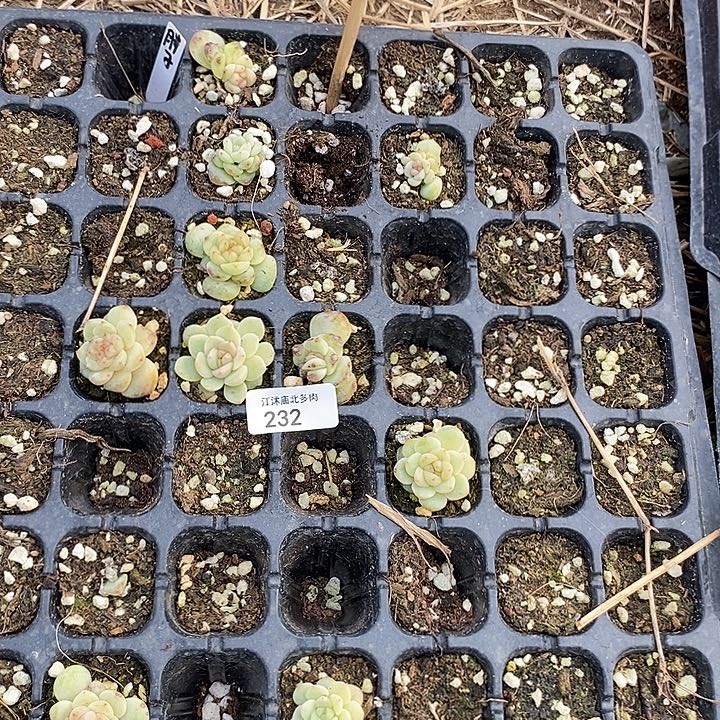 标232打包黄胖穴盘尾货