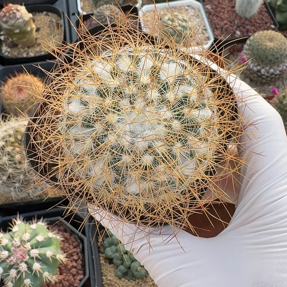 *****海泉仙人球1234565