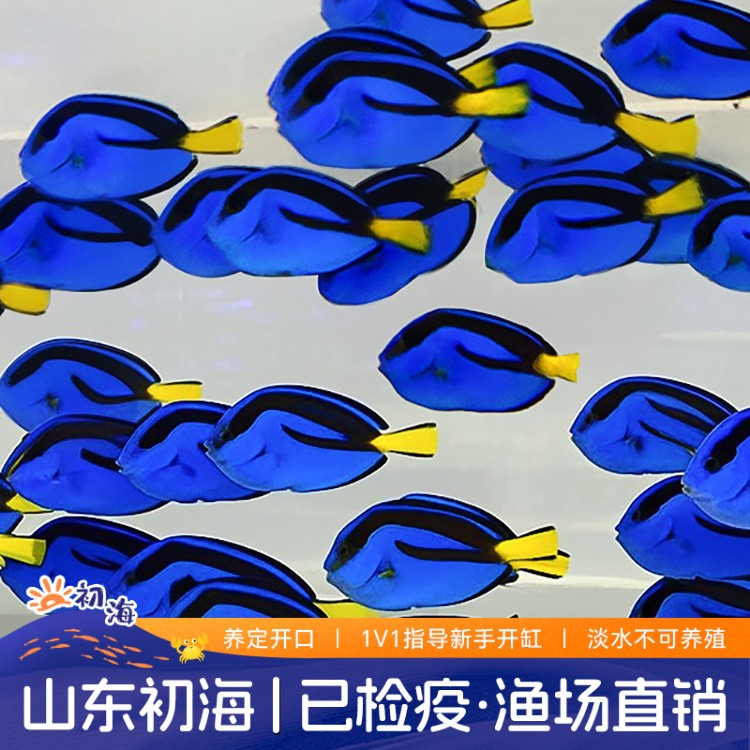 （尼莫好基友多莉）蓝吊海水观赏鱼蓝倒吊海缸生物活物开口秒颗粒