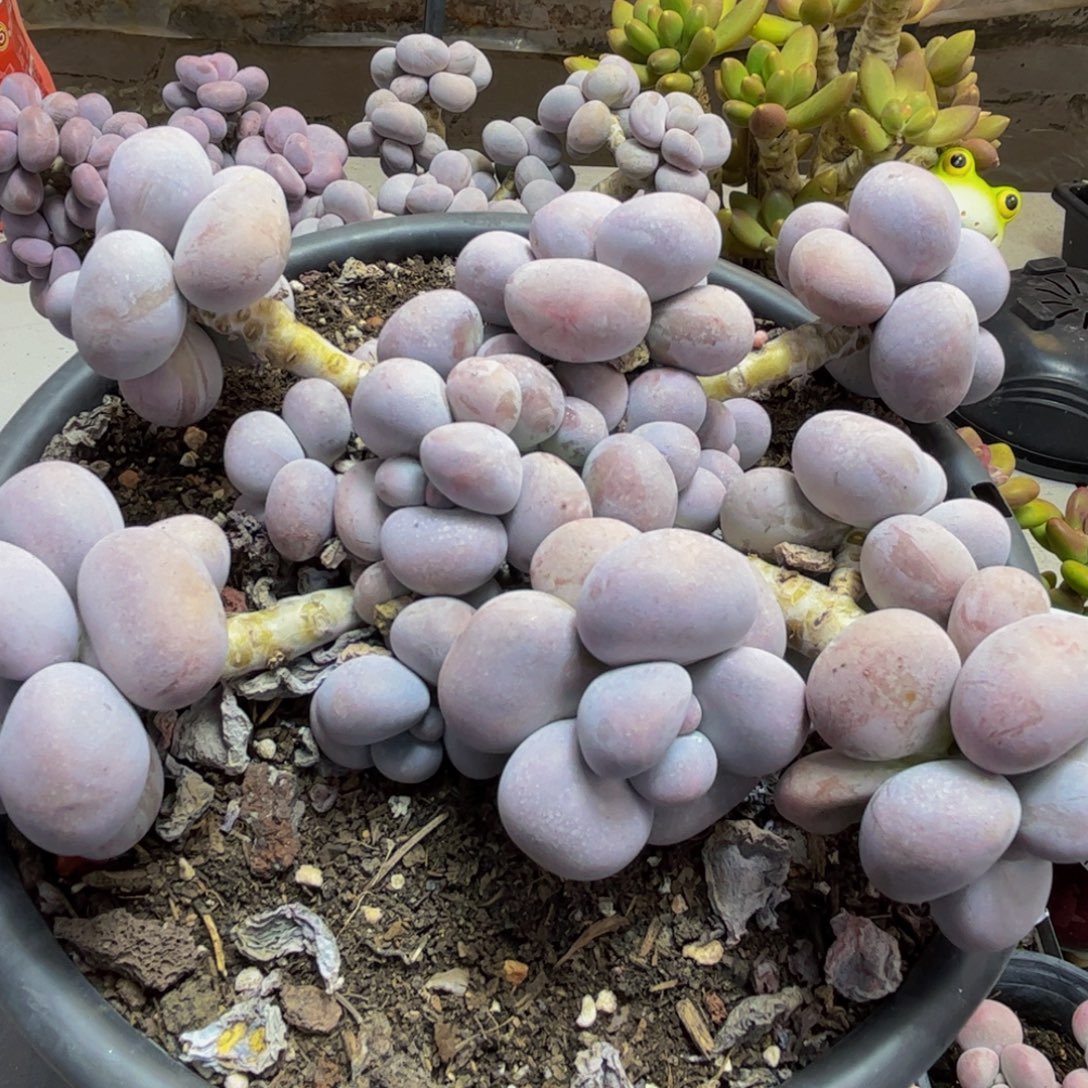 728/15cm芭比奶酪多肉