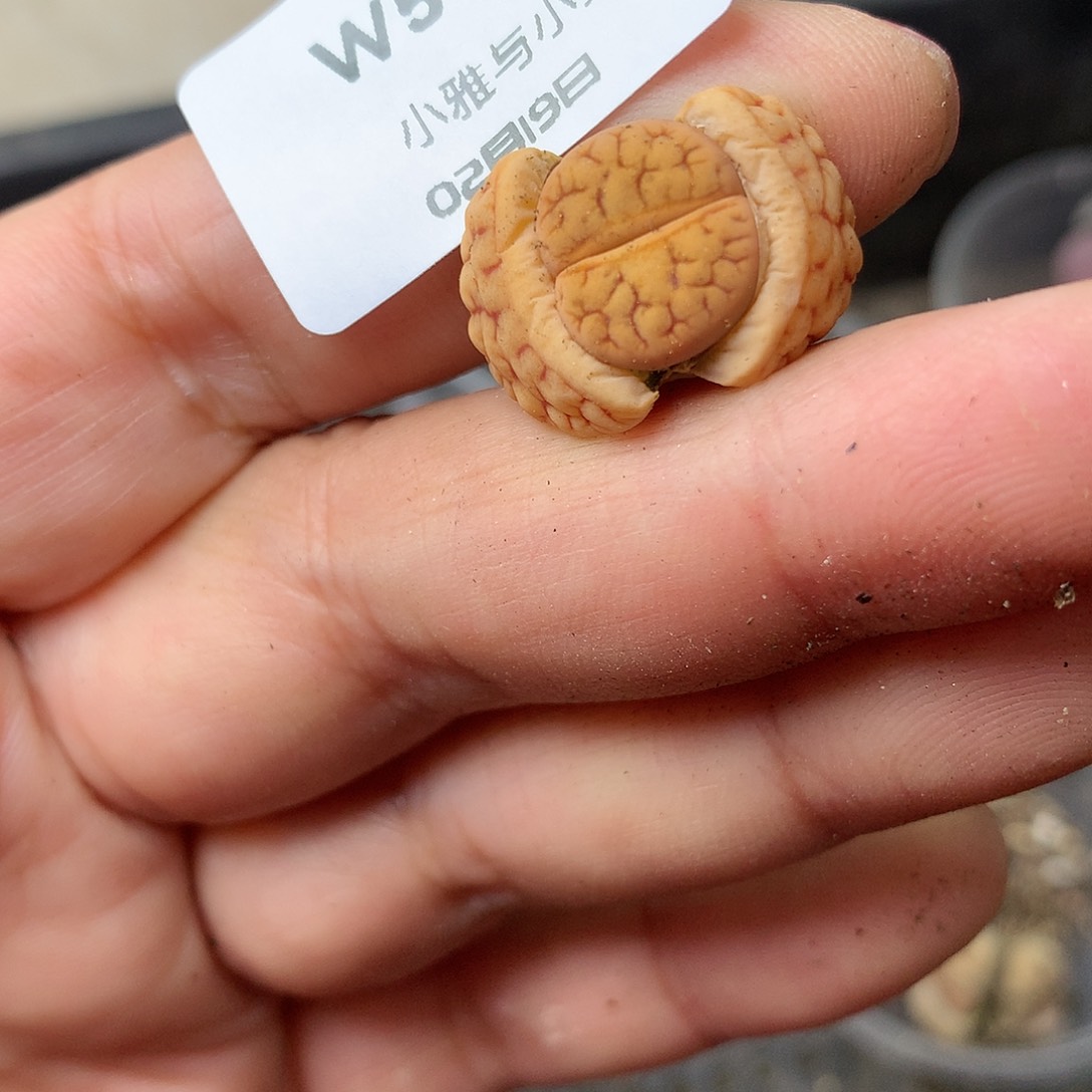 W546多肉植物保护研究所