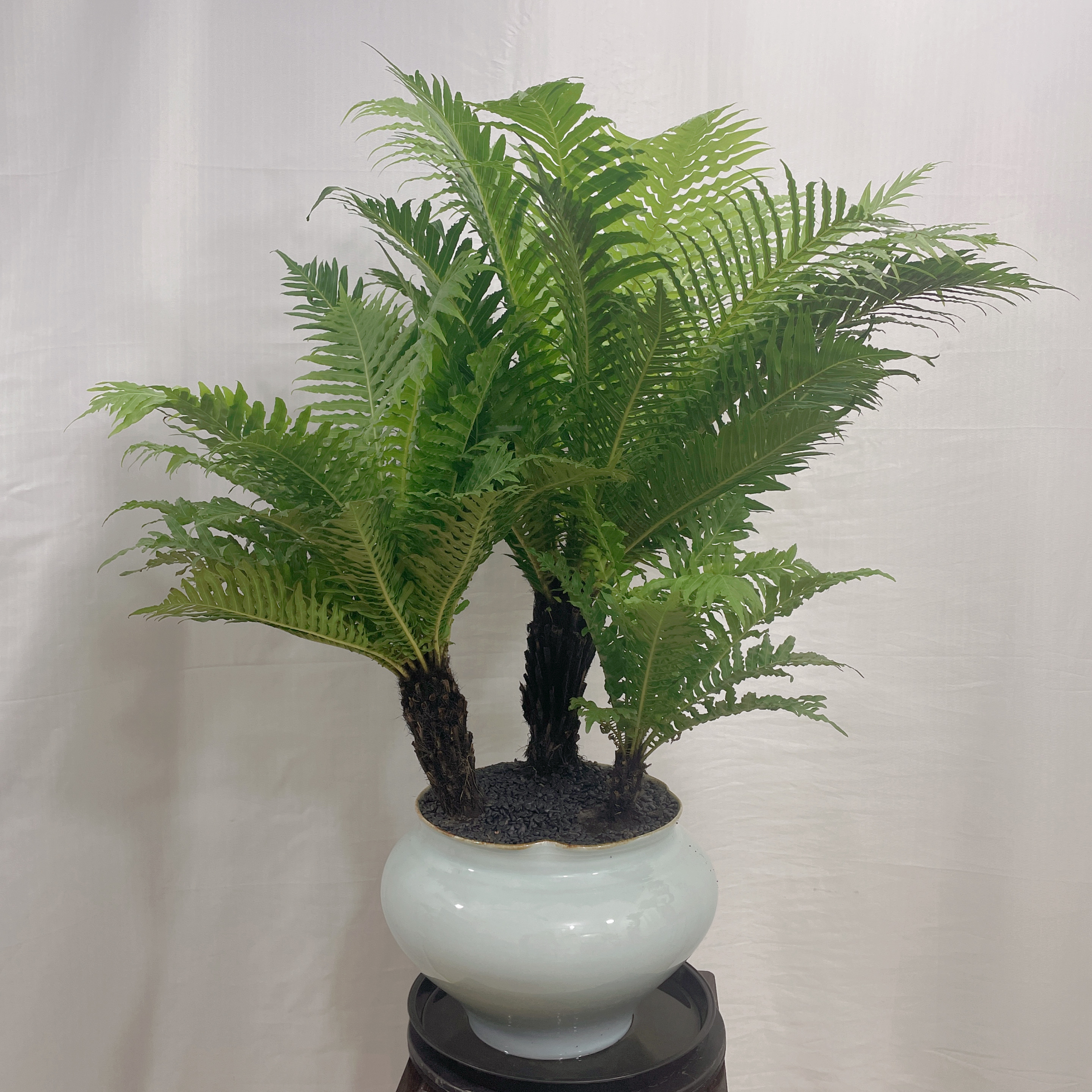 老桩富贵蕨盆栽室内植物蕨类现代中式古风绿植办公茶室摆件送礼