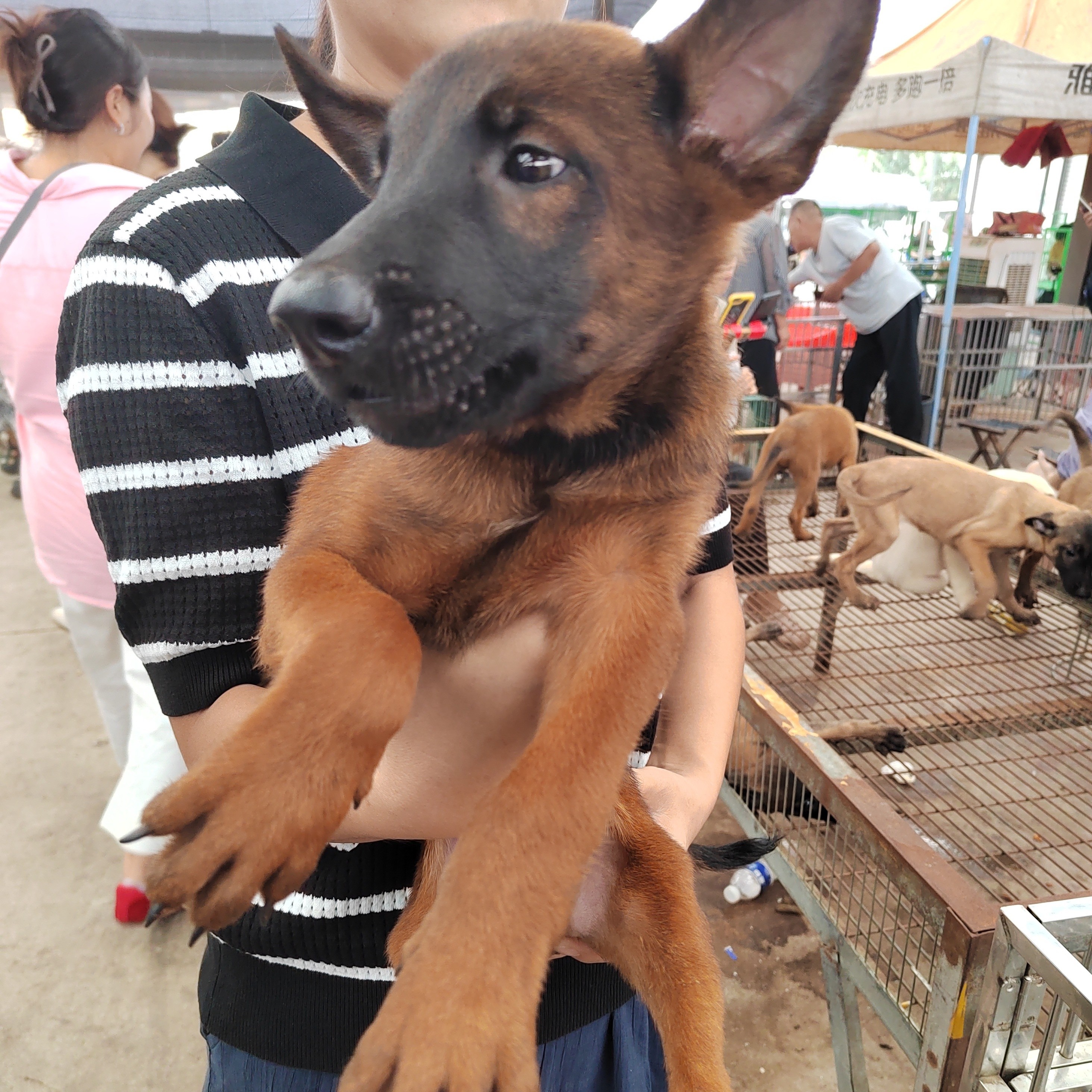 马犬幼犬家庭宠物