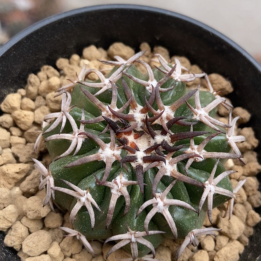 实生猫爪圆盘玉仙人球