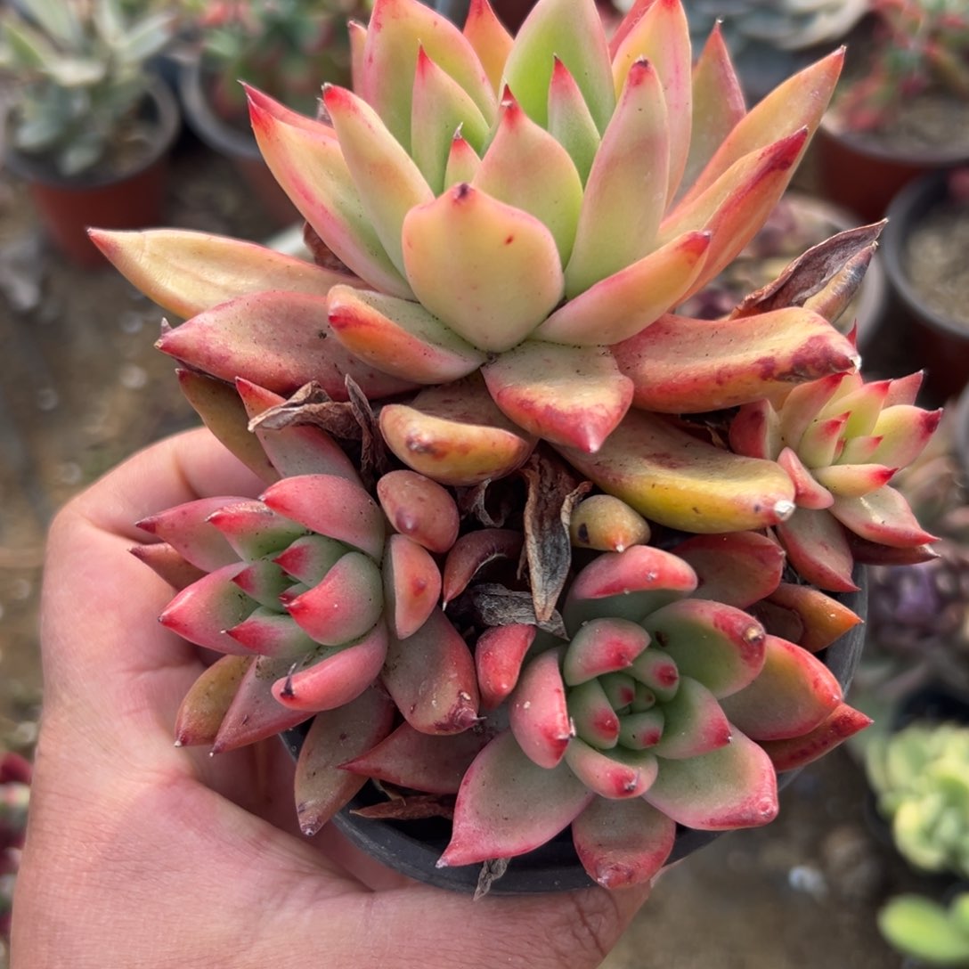 多肉植物多肉植物
