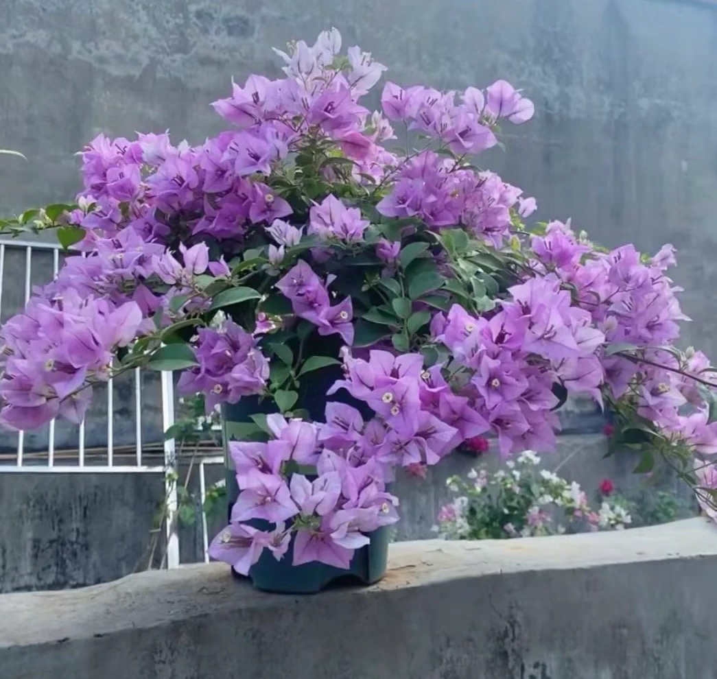 巴西紫四季勤花爬藤垂钓三角梅