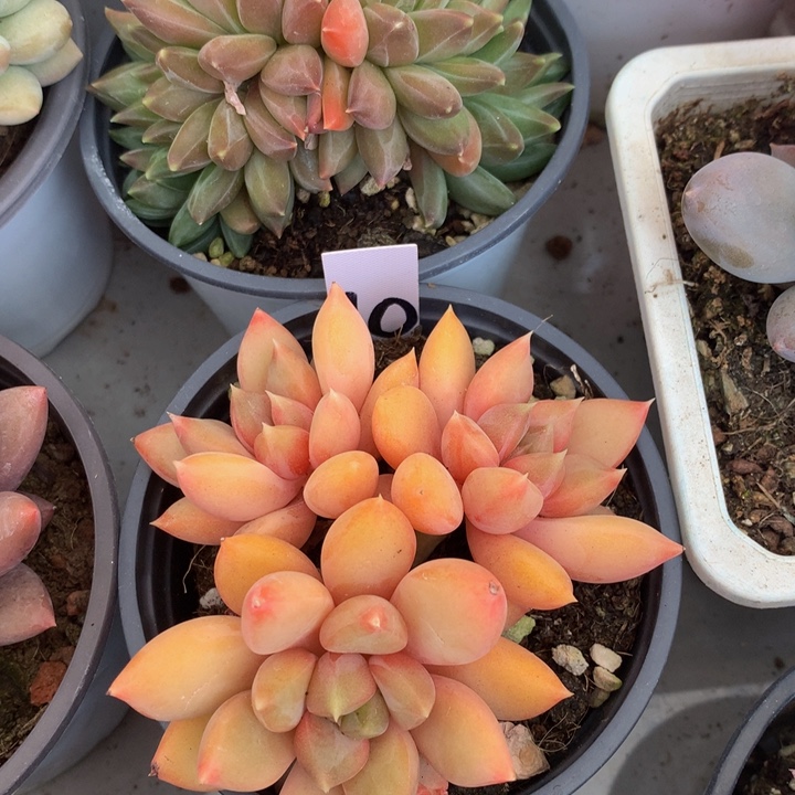 多替自己误7273737377