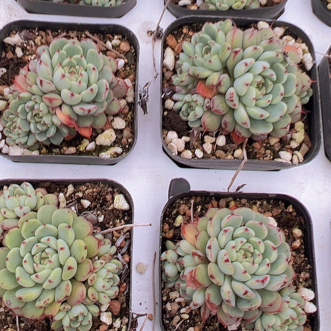 老红衣19包邮多肉