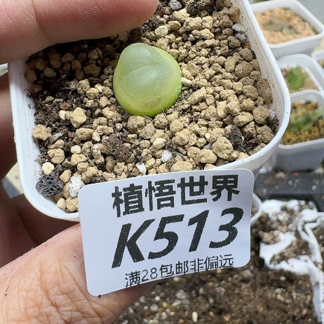 drzwdrz多肉植物的润泽gn