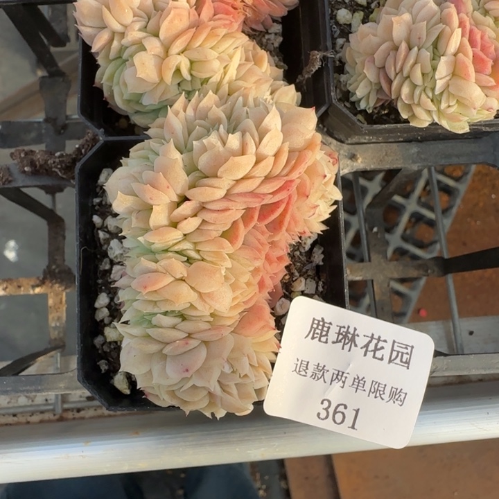 闪购精品多肉361号贝瑞坠化