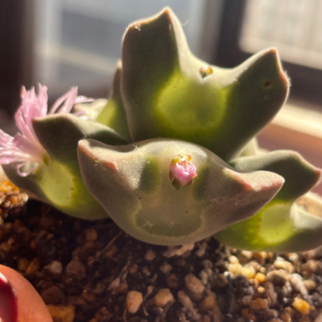 吉祥多肉空蝉肉锥 多肉植物