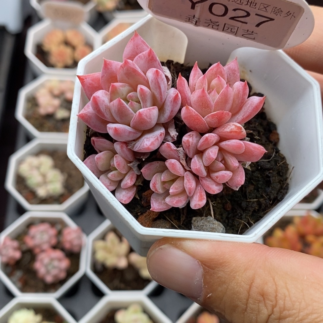 0027 粉蓝鸟群 有砍 5cm 