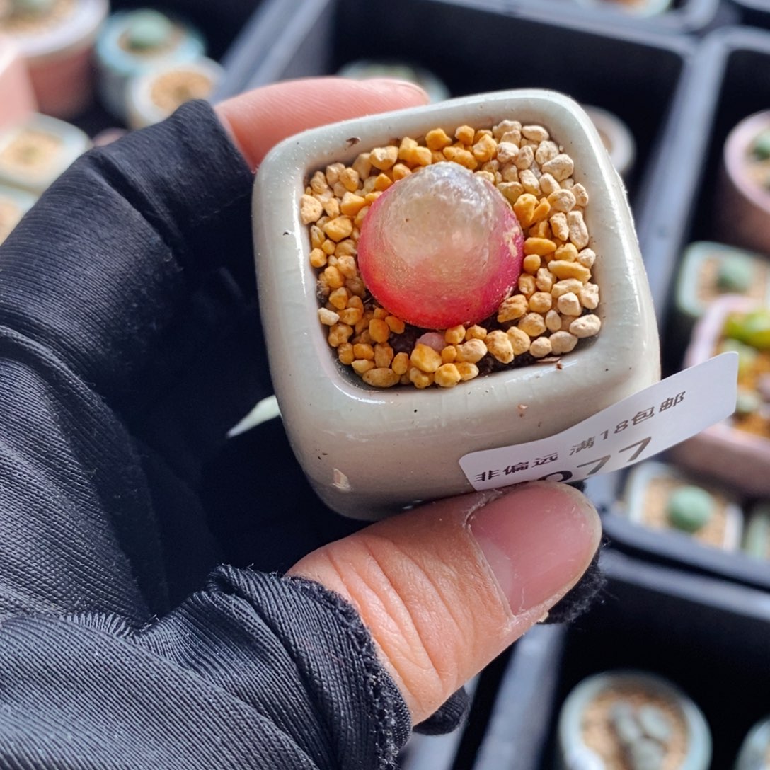 7077--一物一拍 带盆