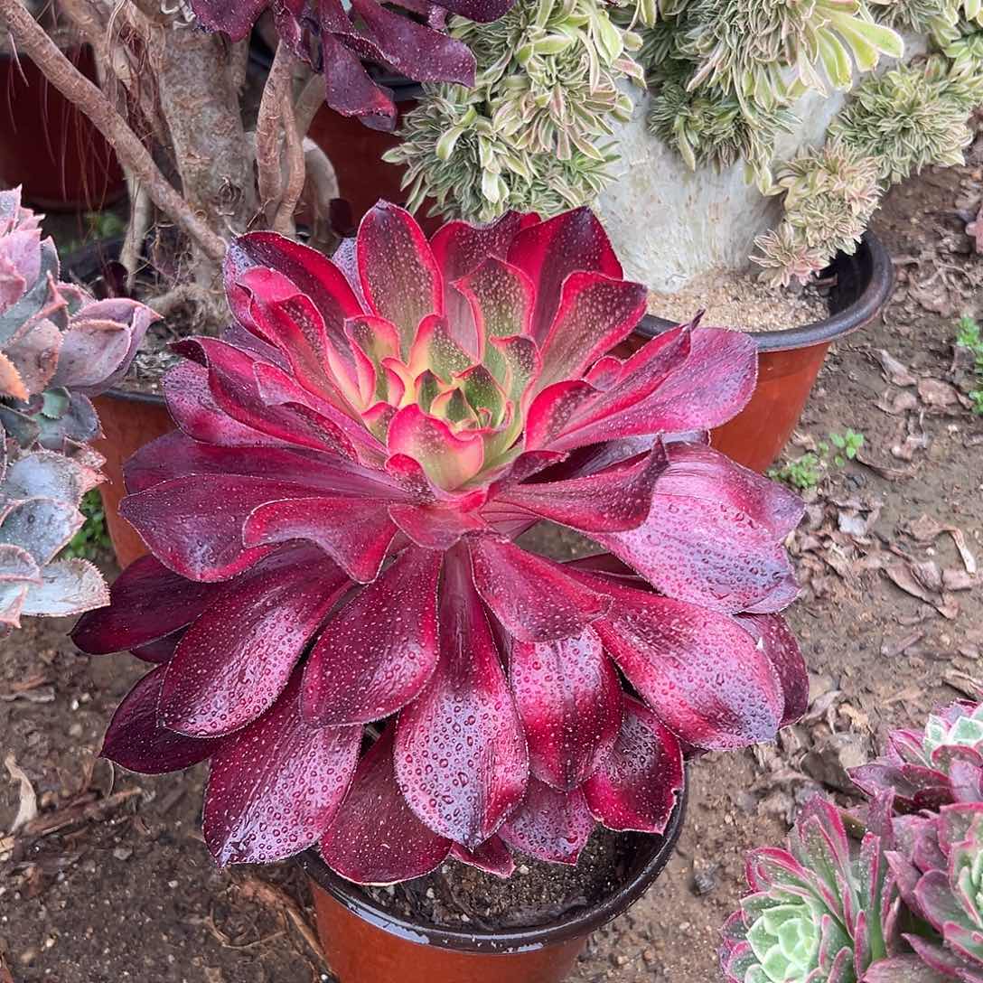 多肉植物红魔女单头