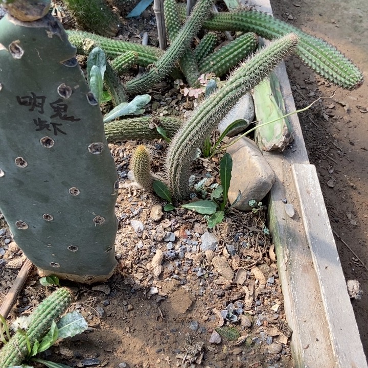 彩舞柱金妞一棵红花