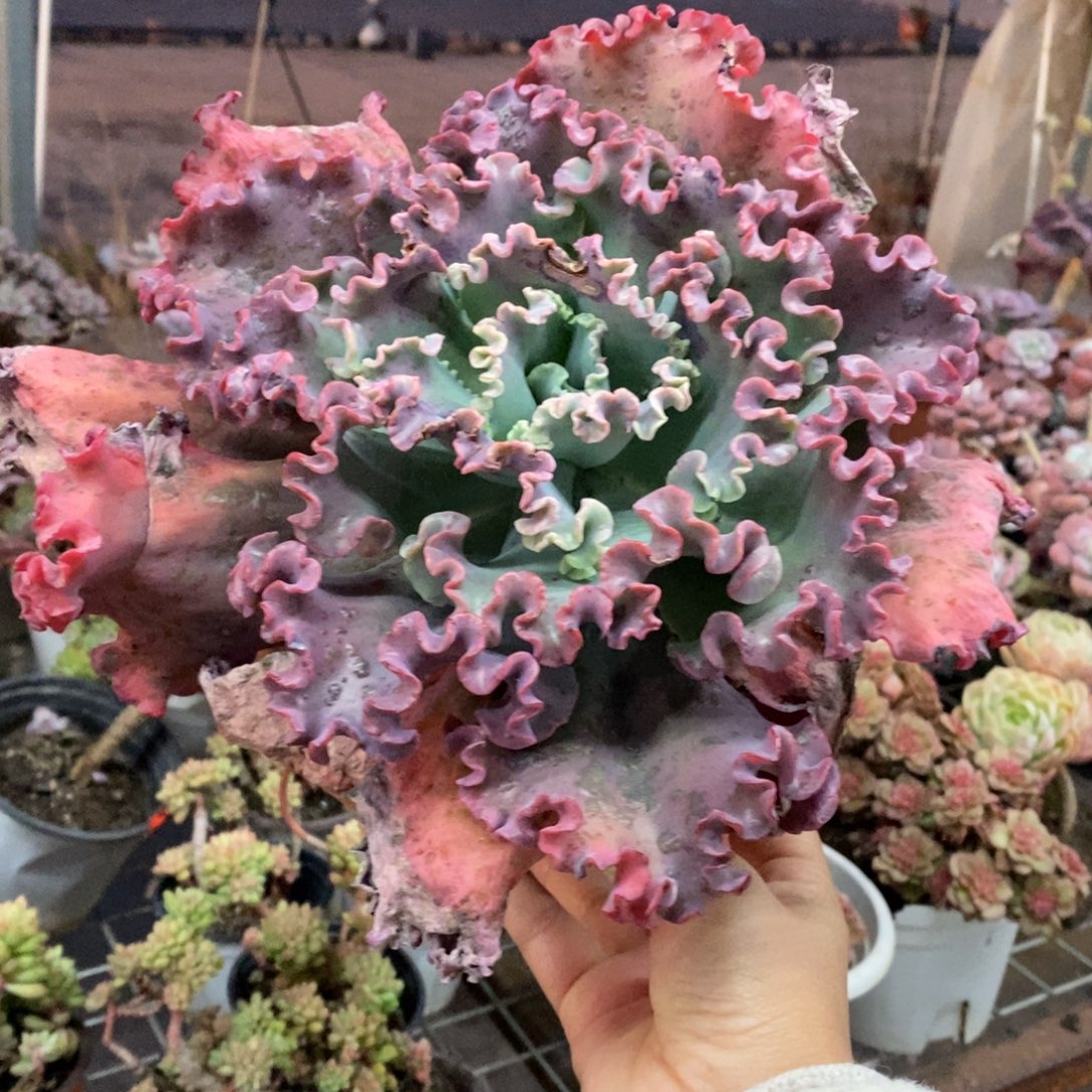 女王花笠大单头老桩