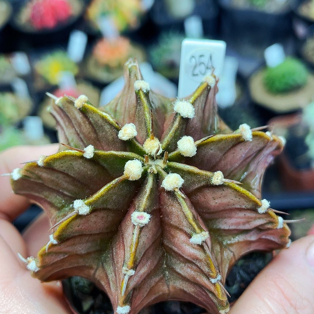 非偏远地区满25包邮仙人球