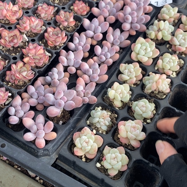 113 多肉植物盆栽花卉