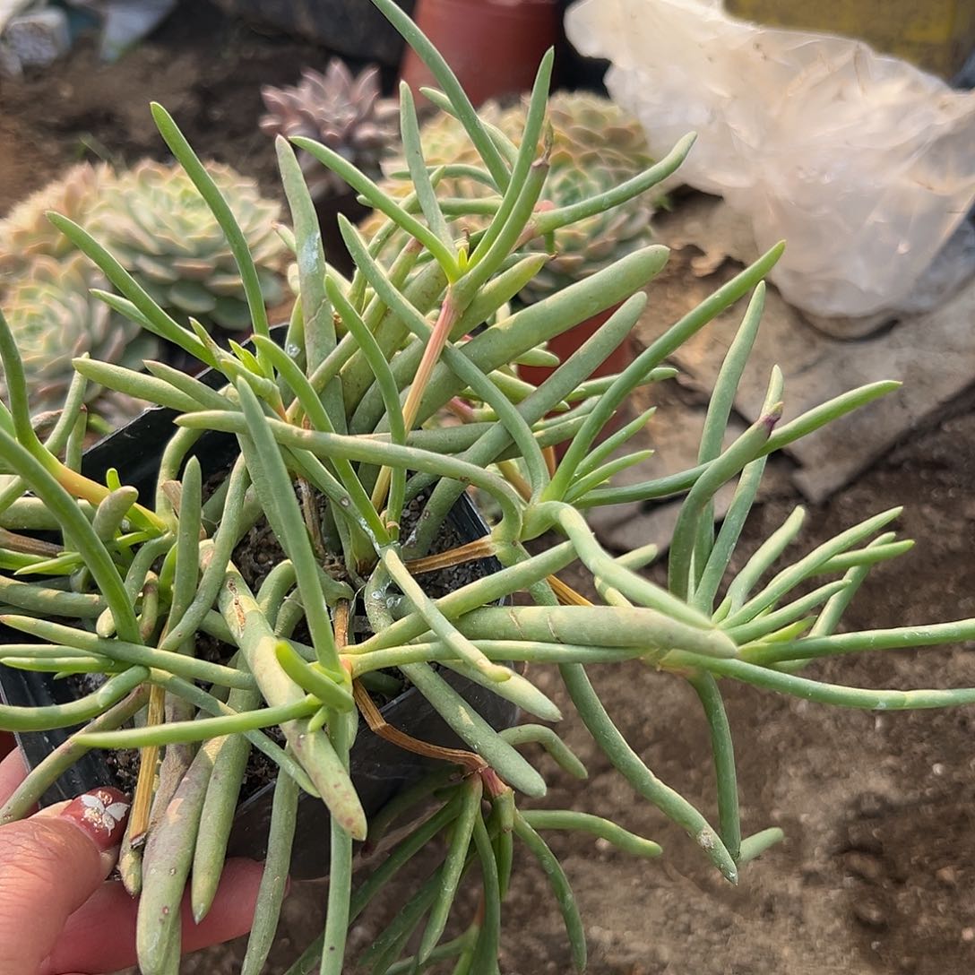 多肉植物海葵开花