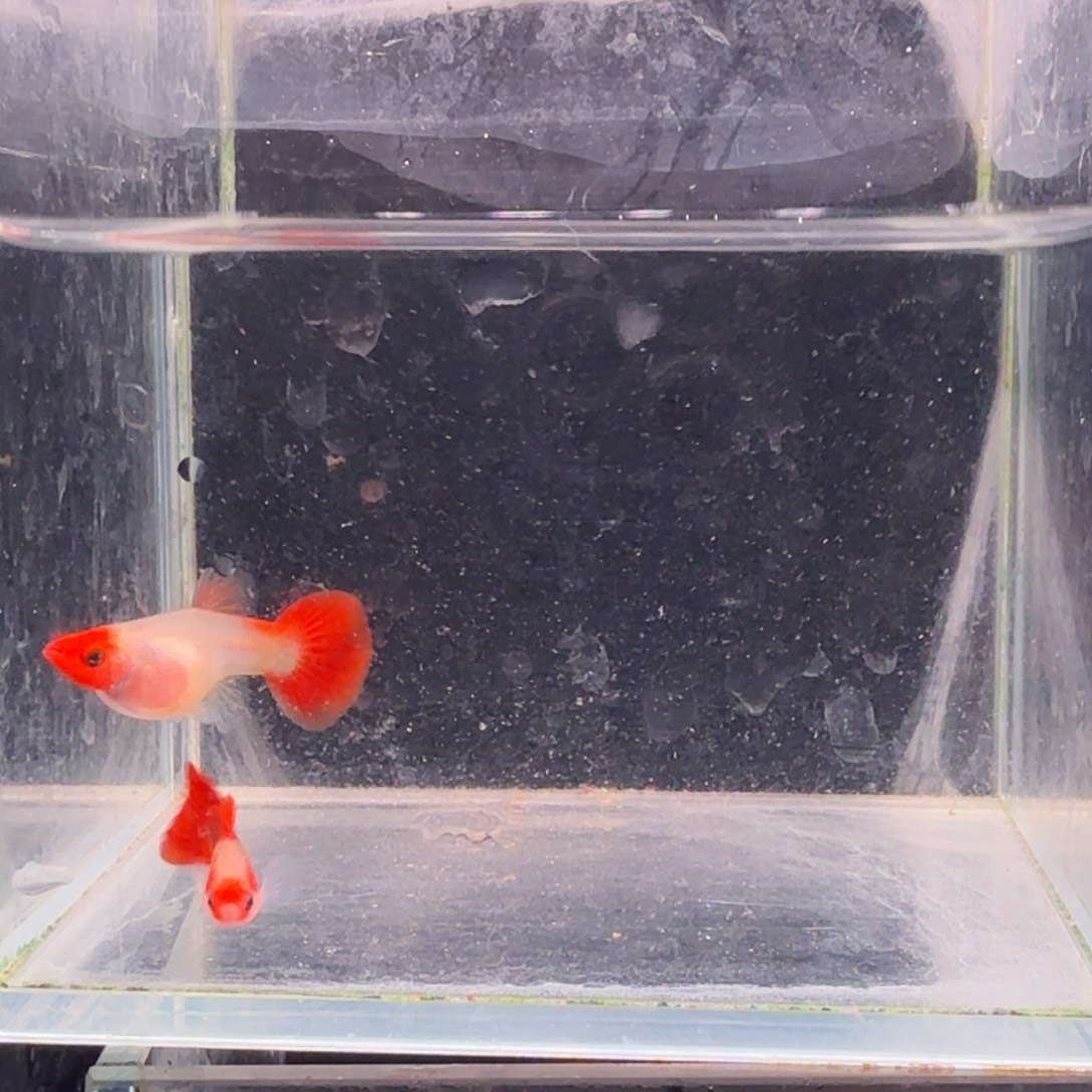 孔雀鱼深海蓝玻璃猫1对