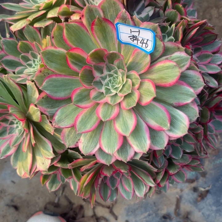 孔雀翎多肉法师不包损46