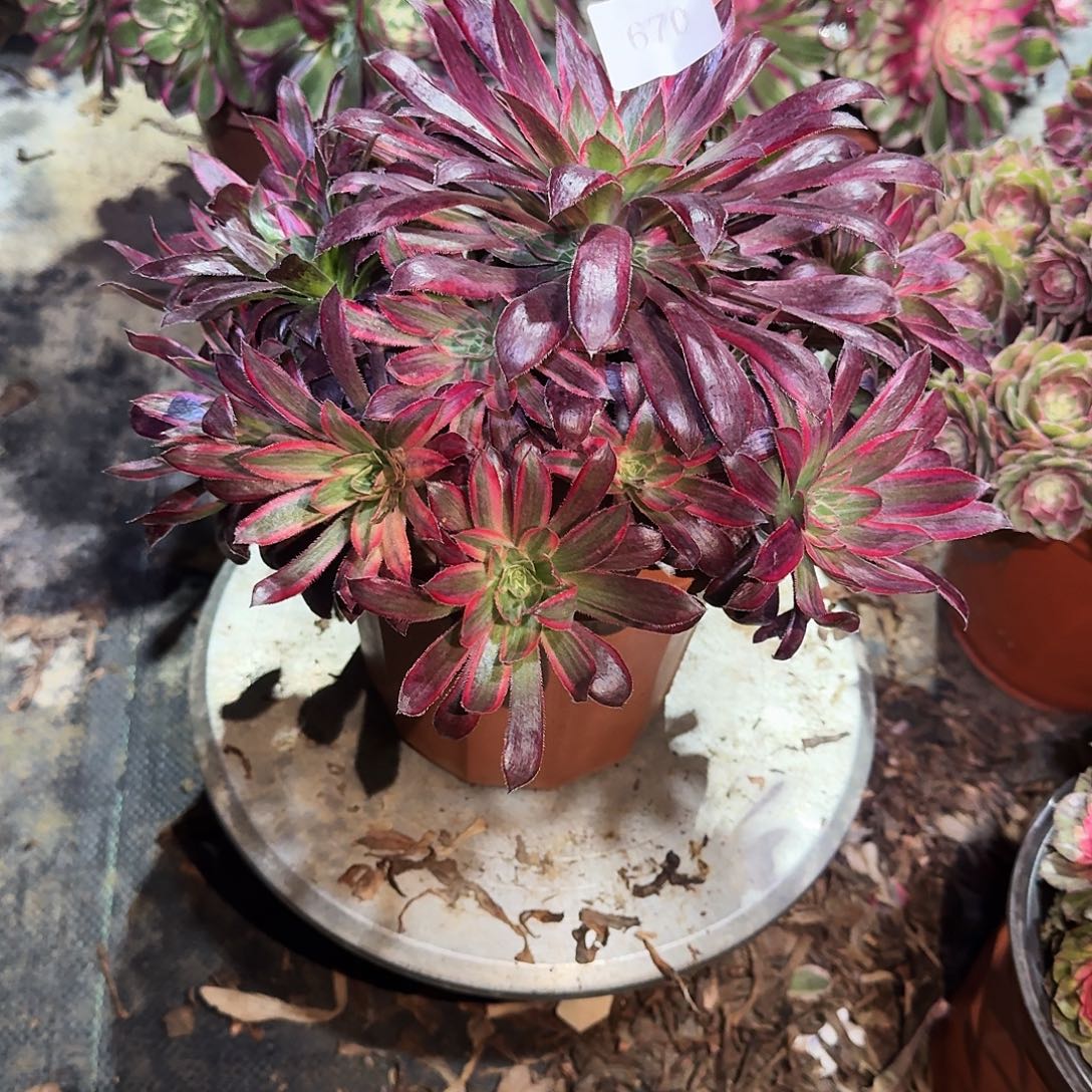 多肉植物孔雀锦670